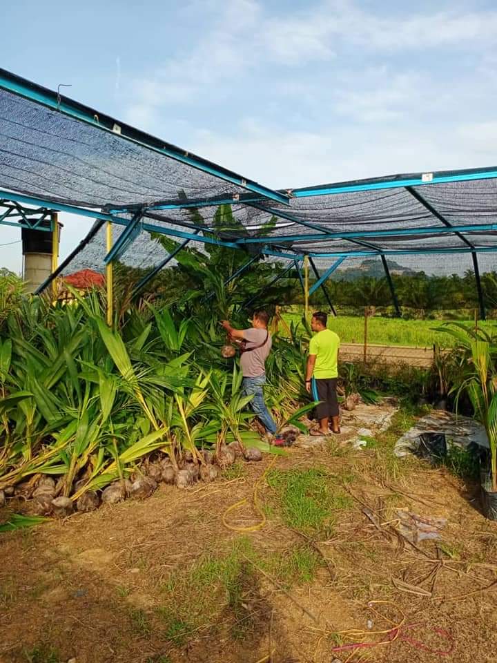 Kelapa Pandan